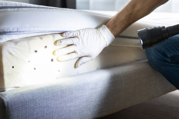 Best Mosquito Control Services  in Davidson, NC
