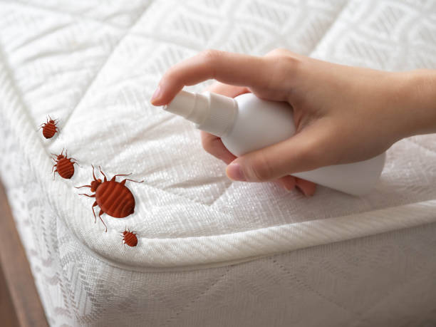 Best Spider Control Near Me  in Davidson, NC